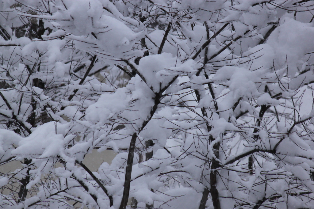 雪景色　2