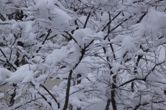 雪景色　2