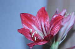 ハイリスの花