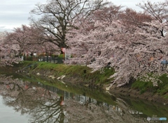 桜　2