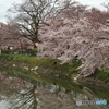 桜　2