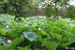 はす