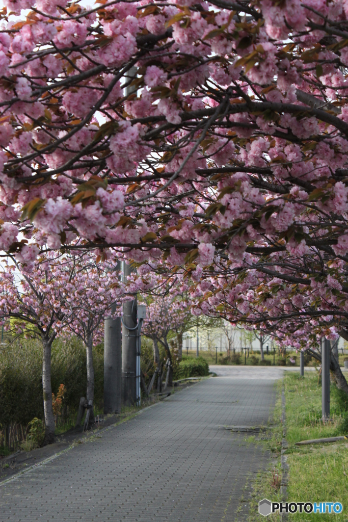 八重桜4