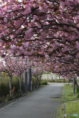 八重桜4