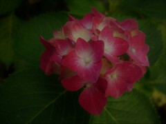 紫陽花1
