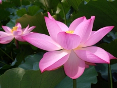 ハスの花　1