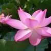 ハスの花　1