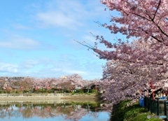 青空と桜