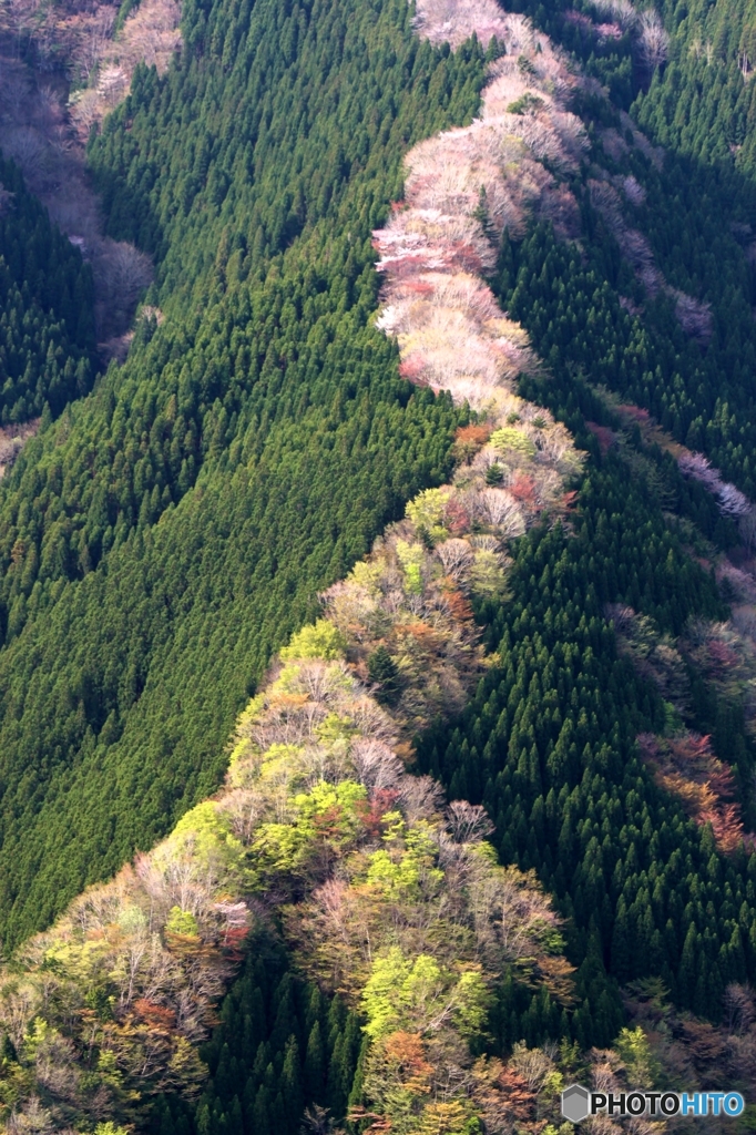 上北村の桜