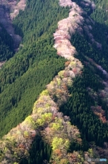 上北村の桜