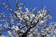 すももの花2