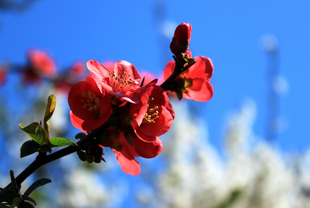 桃の花