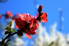 桃の花