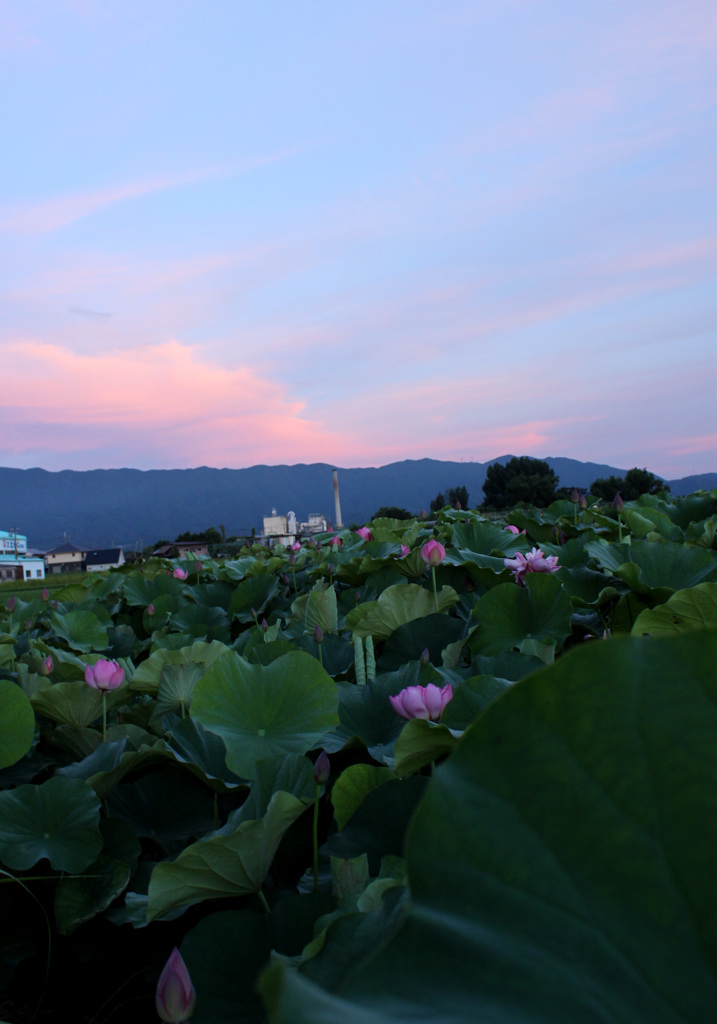 朝焼けのハス