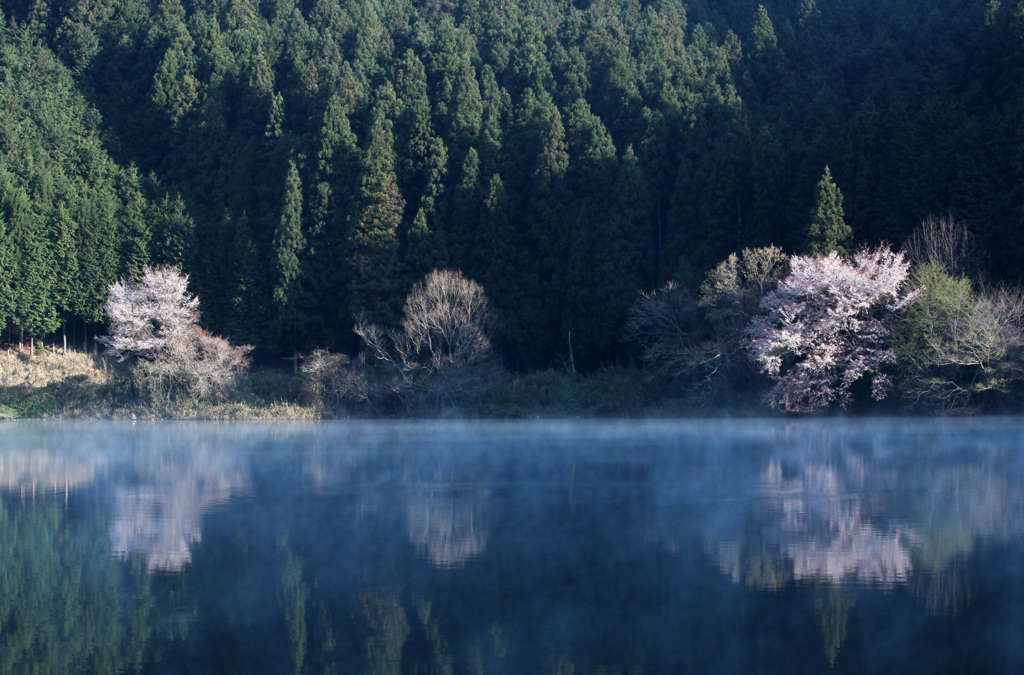 霧に浮かんだ桜　2
