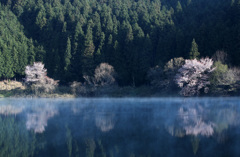 霧に浮かんだ桜　2