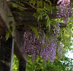 藤の花