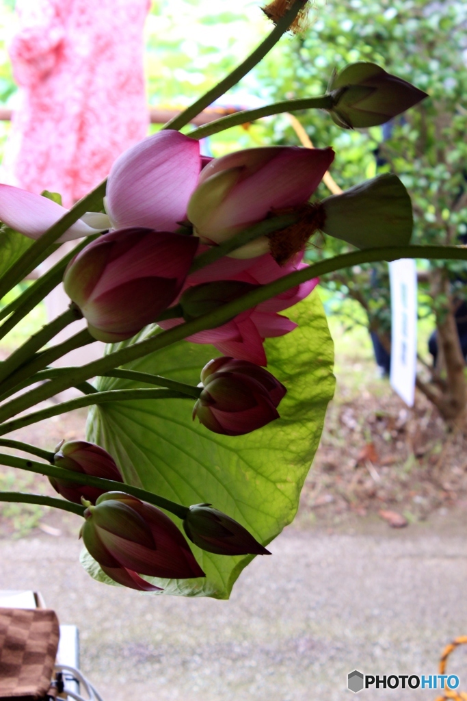 蓮の花