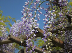 青空とふじの花