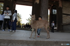 子供と鹿