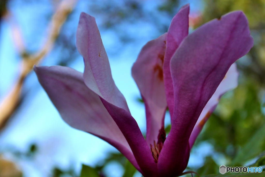 もくれんの花