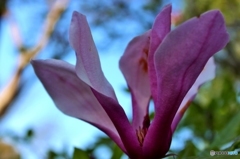 もくれんの花