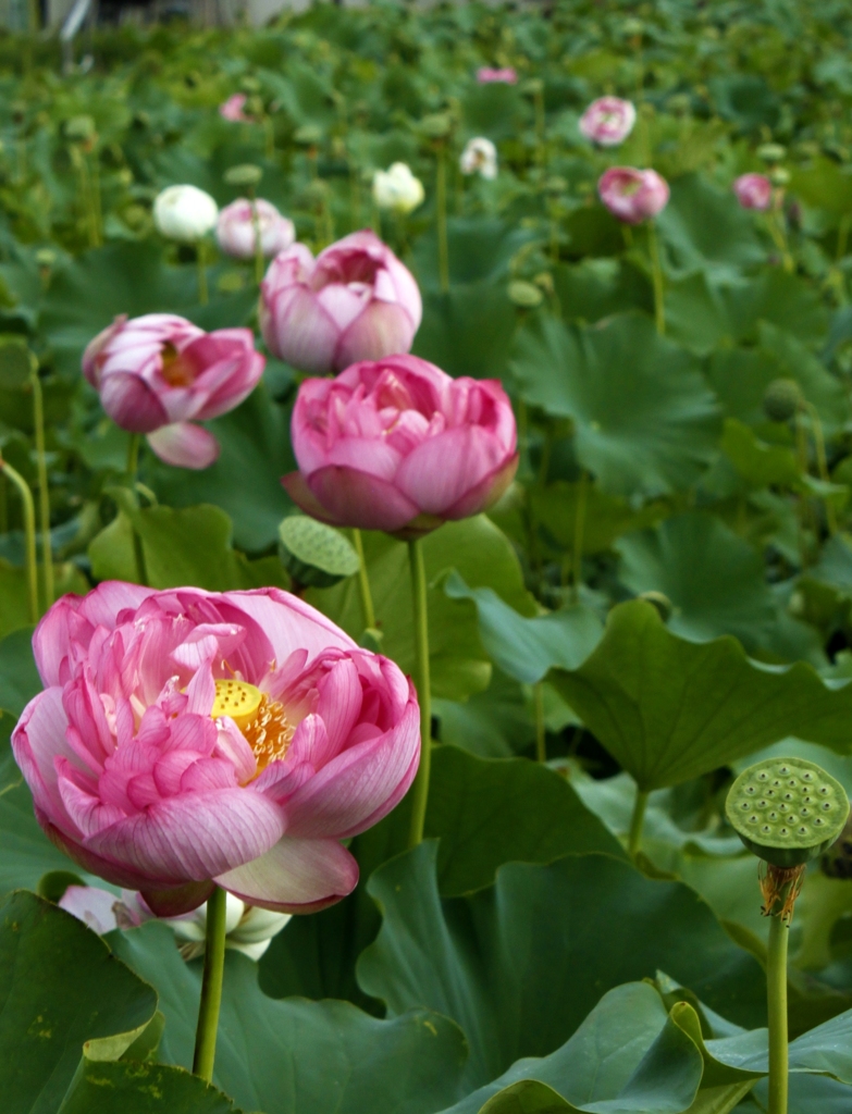 ハスの花、咲き始め