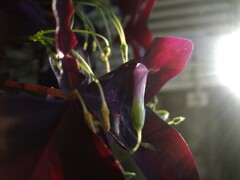 光輝く2