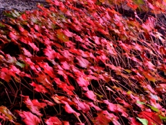 紅葉　3