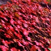 紅葉　3