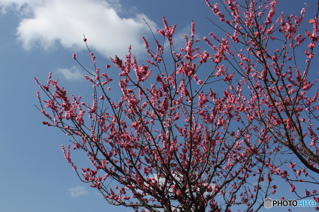梅の花1