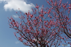 梅の花1