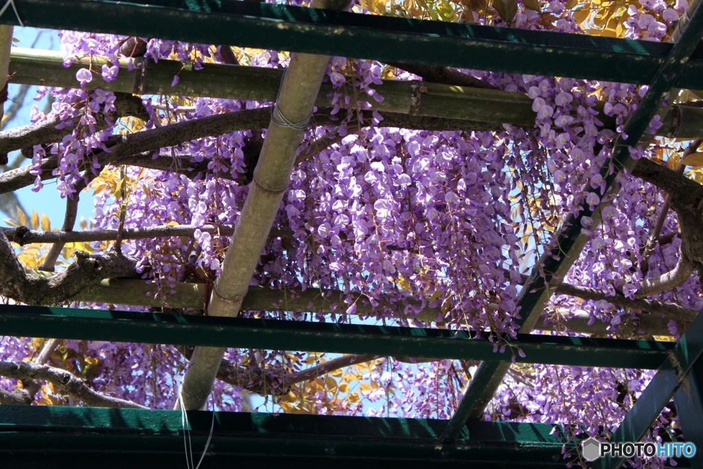 藤の花　2