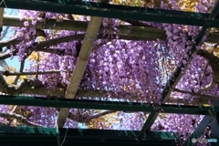 藤の花　2