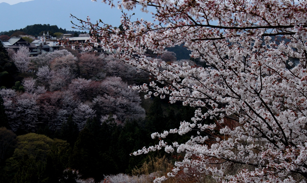 山桜