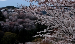 山桜