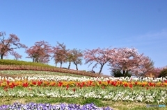 桜とチューリップ