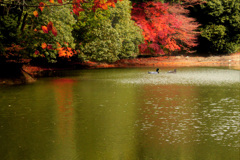 紅葉2_かも