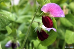 何の花でしょうか？