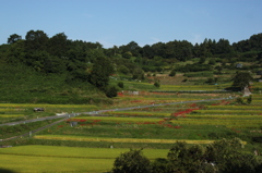 明日香村の棚田　1