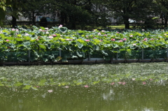 ハス池