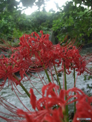 彼岸花1