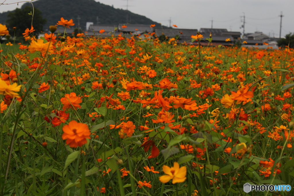 花盛り