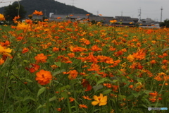 花盛り