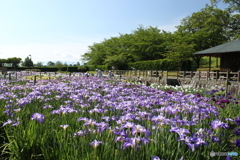 花菖蒲2