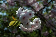 造幣局の桜