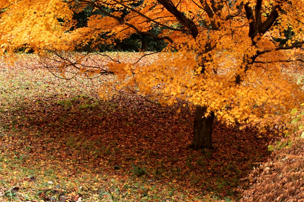 高取城の紅葉