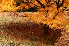 高取城の紅葉