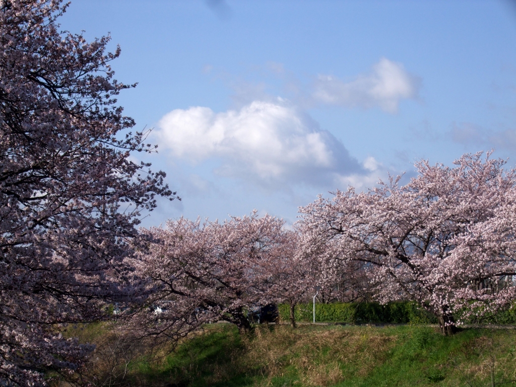 桜と浮雲