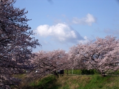 桜と浮雲